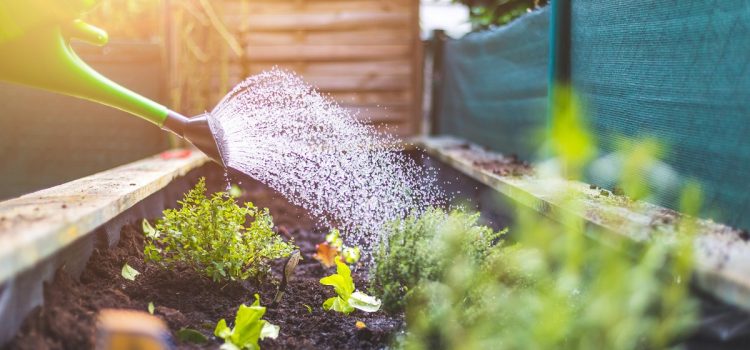 Pompa czy hydrofor – co lepsze do podlewania ogrodu?
